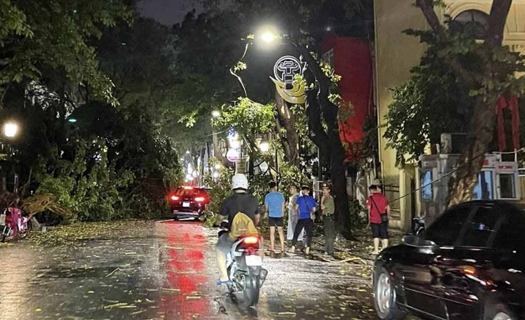 Chuyên gia hiến kế bảo vệ an toàn cây xanh trong mùa mưa bão ở đô thị